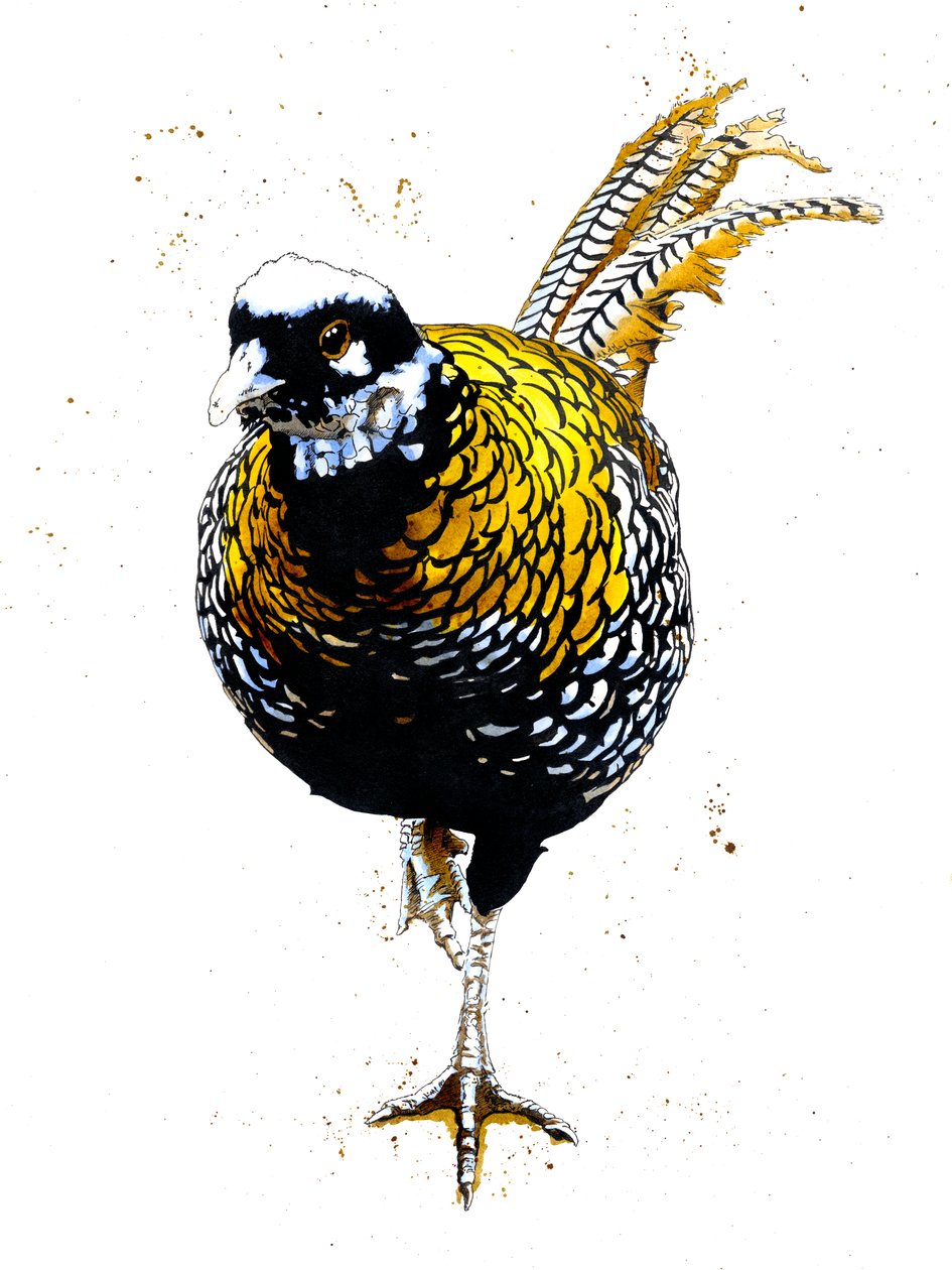 The Reeves Pheasant on White ، 2019 بواسطة مايك ديفيس