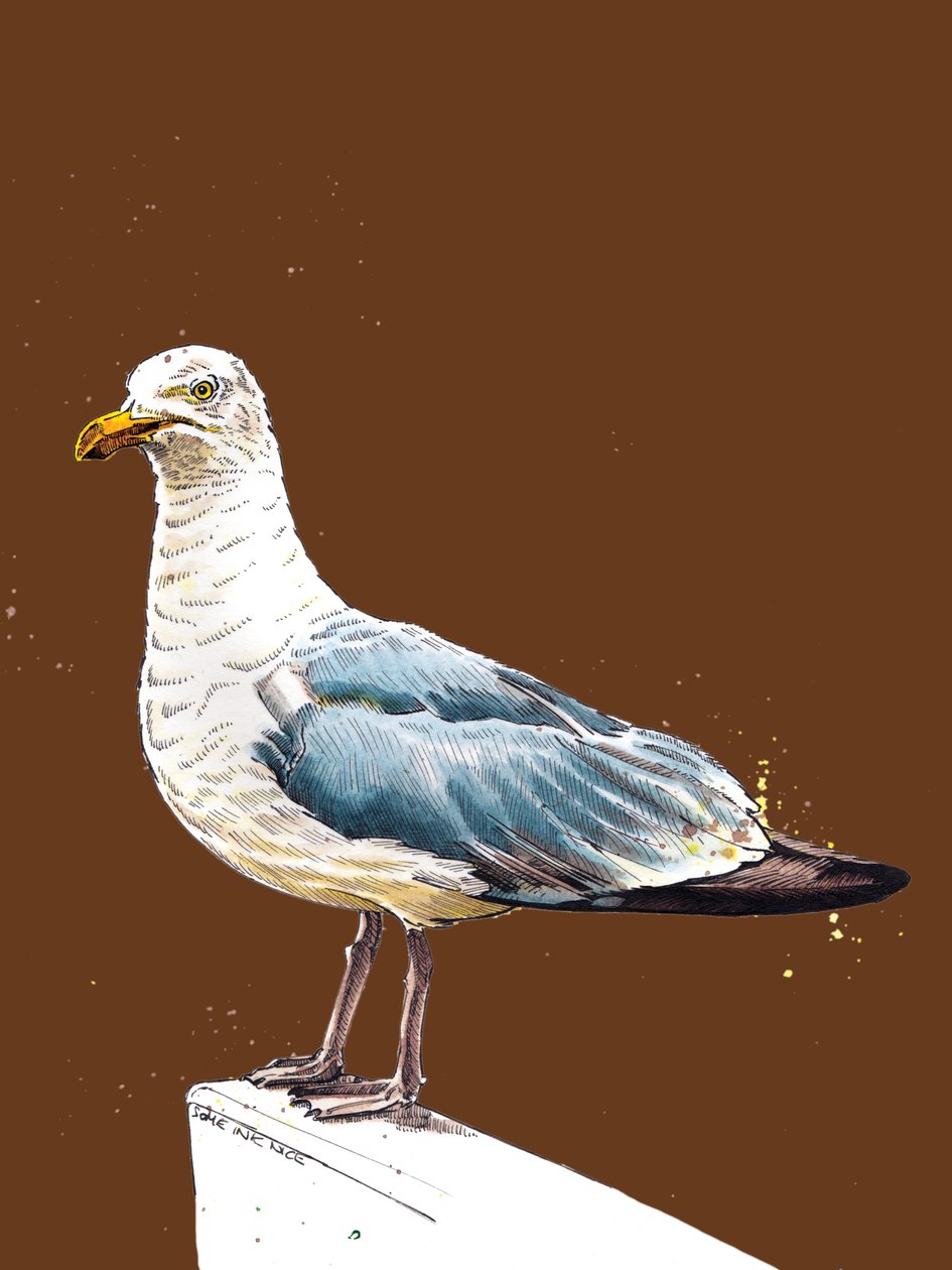 The Seagull on Burnt Orange ، 2020 بواسطة مايك ديفيس