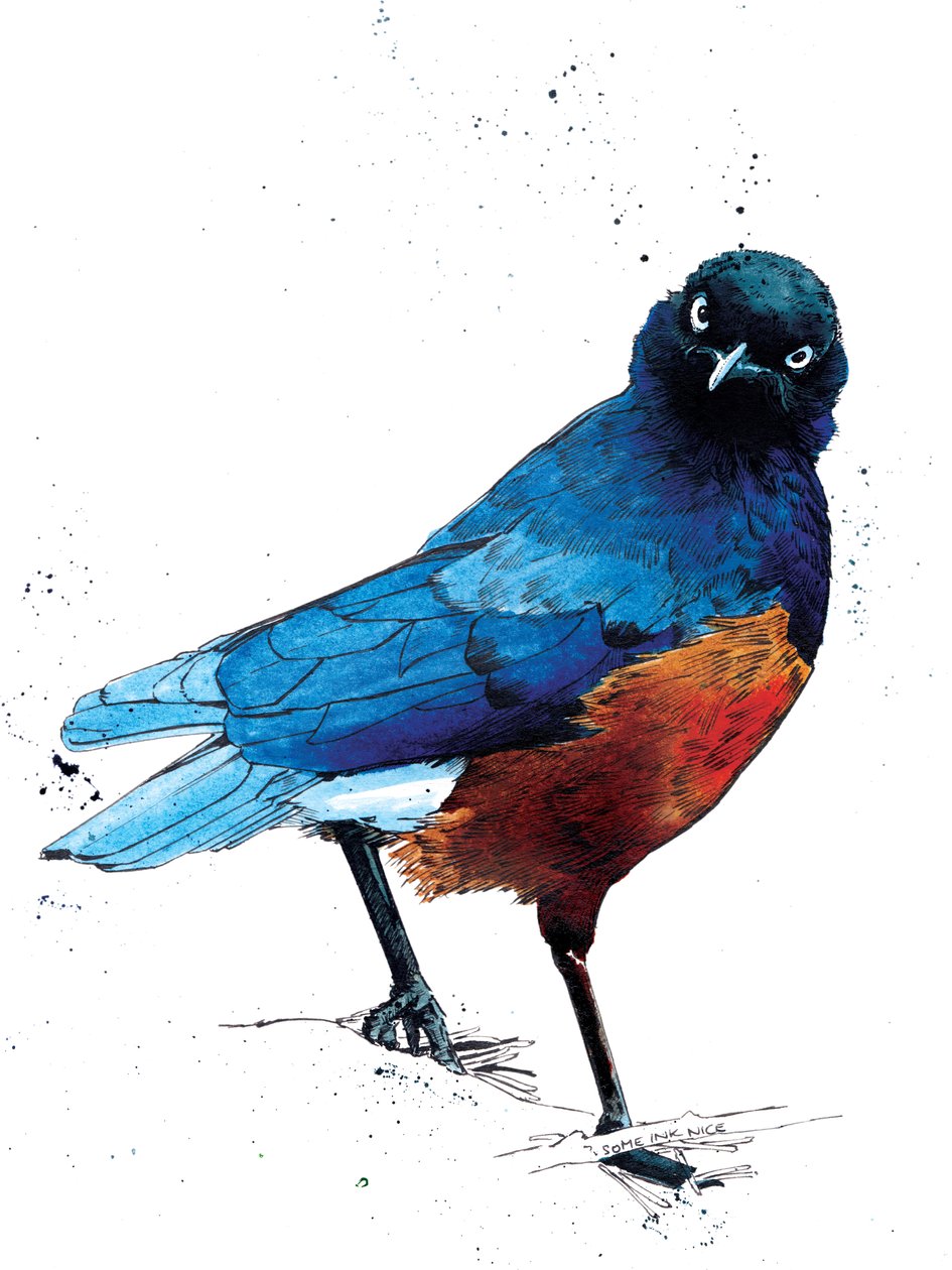 The Superb Starling on White ، 2020 بواسطة مايك ديفيس