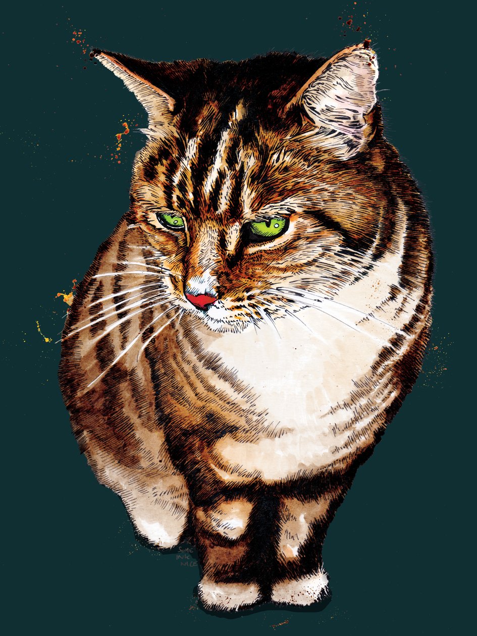 The Tabby Cat on Deep Cyan ، 2020 بواسطة مايك ديفيس