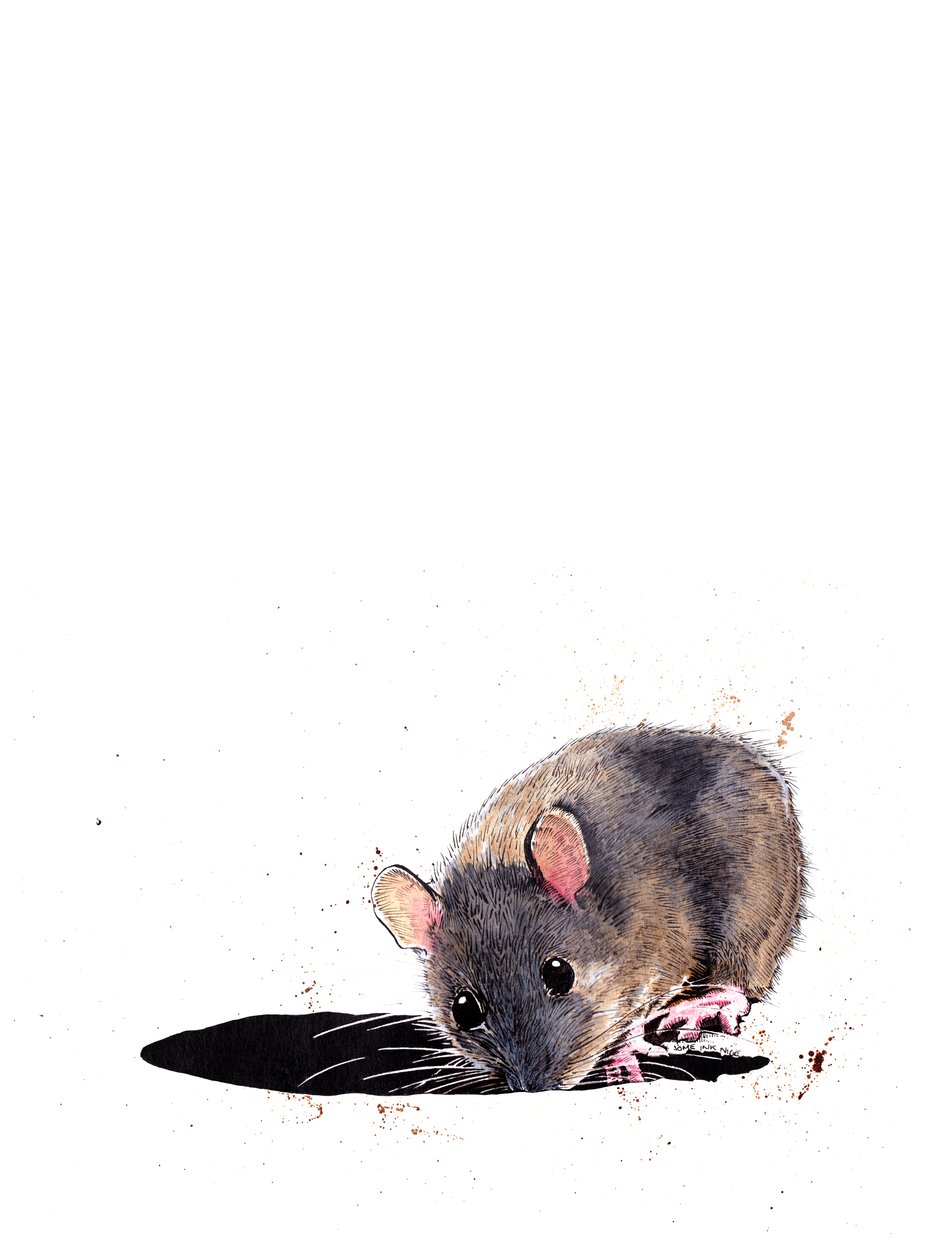 The Woodmouse on White ، 2019 بواسطة مايك ديفيس