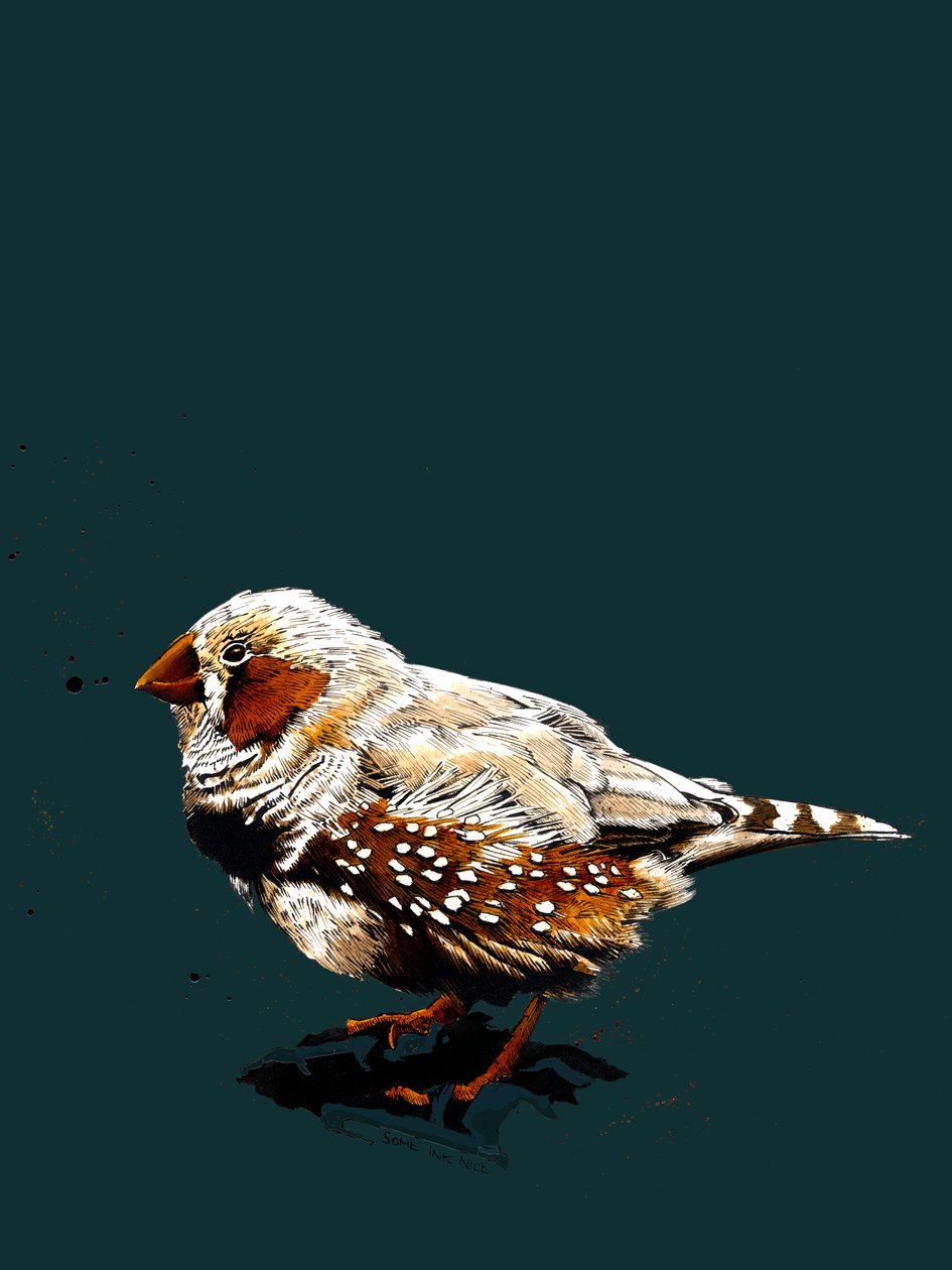 Zebrafinch على ديب سماوي، 2020 بواسطة مايك ديفيس