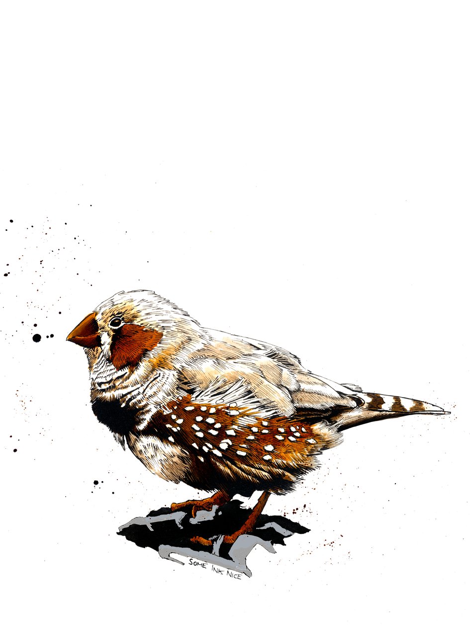 The Zebrafinch on White ، 2019 بواسطة مايك ديفيس