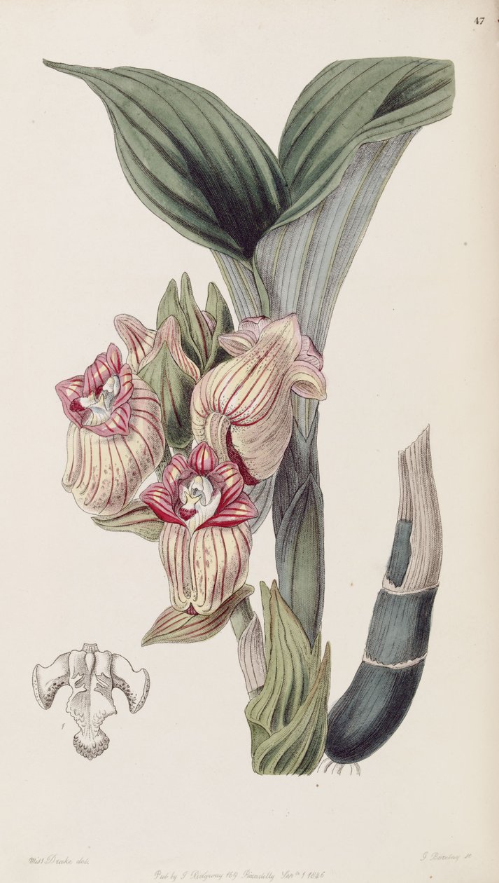 Acanthephippium javanicum (التهجئة Acanthophippium javanicum) بواسطة ملكة جمال دريك