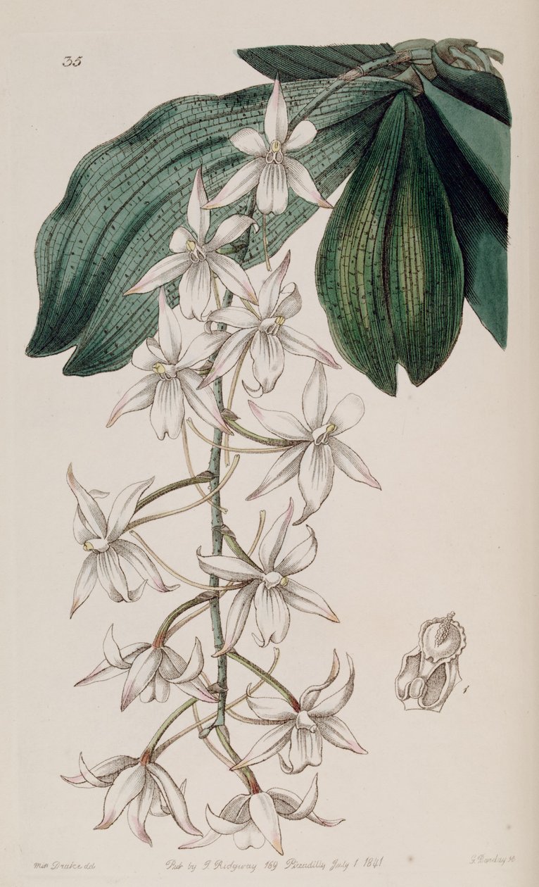 Studarettia biloba (syn. Listrostachys biloba) بواسطة ملكة جمال دريك