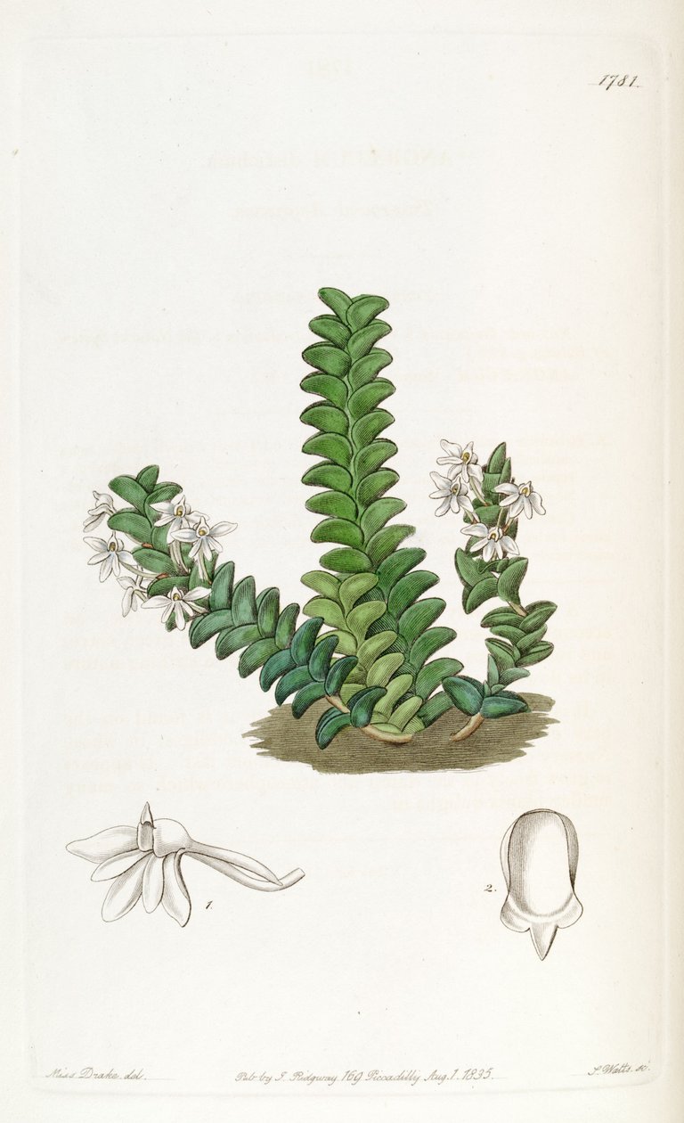 CYPRESS Listrostachys بواسطة ملكة جمال دريك