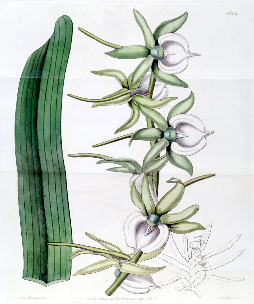 Listrostachys العاج بواسطة ملكة جمال دريك