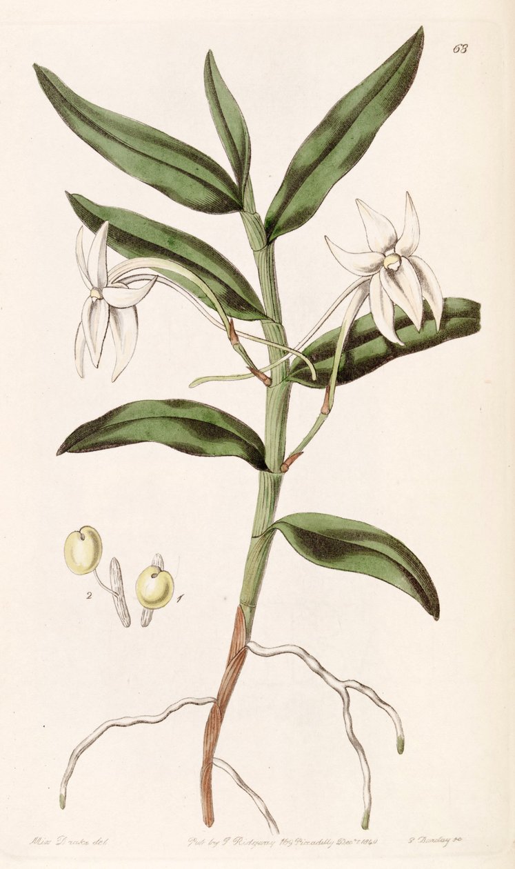 Listrostachys mauritianum (syn. Listrostachys gladiifolium) بواسطة ملكة جمال دريك