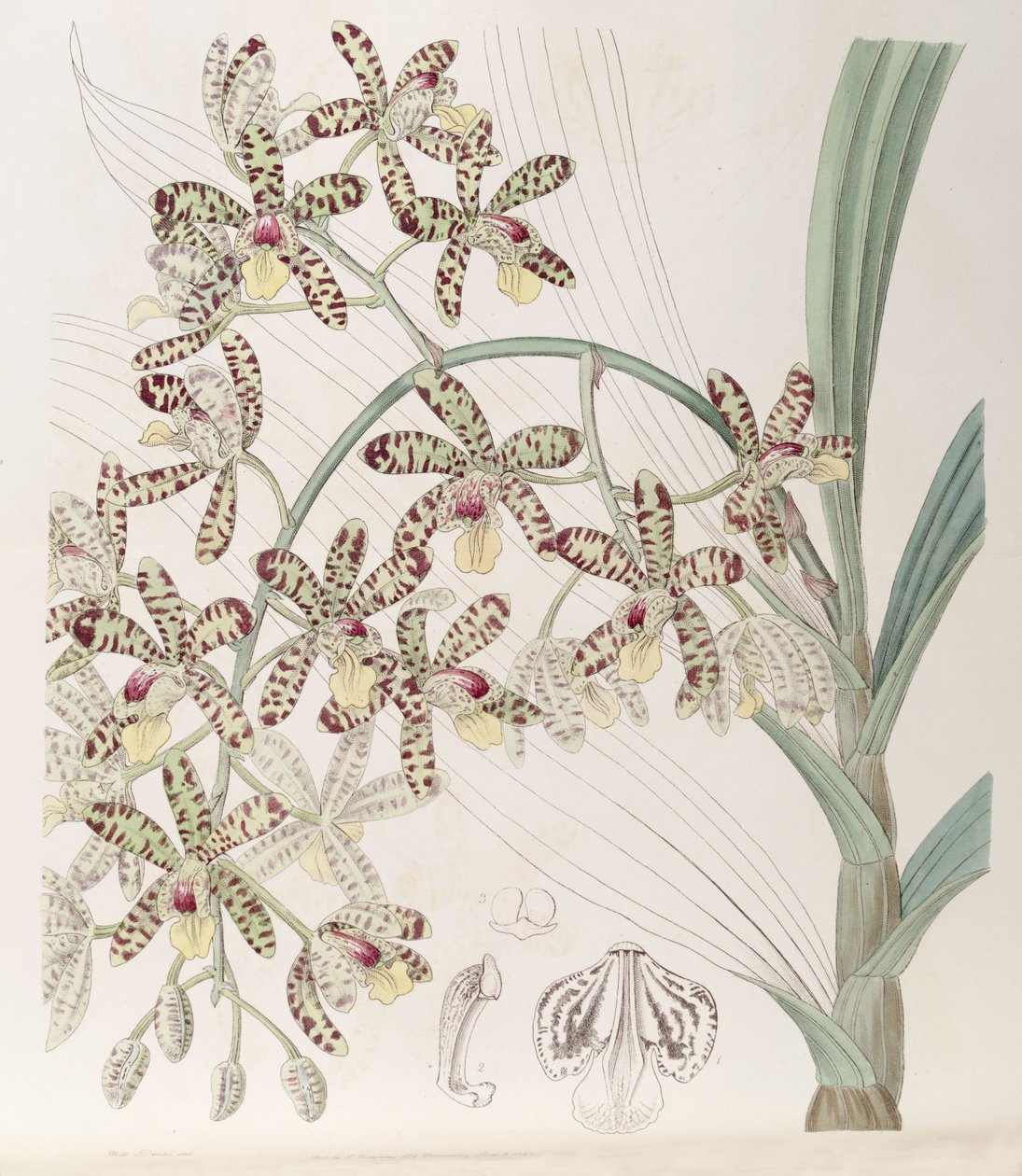 Ansellia africana بواسطة ملكة جمال دريك