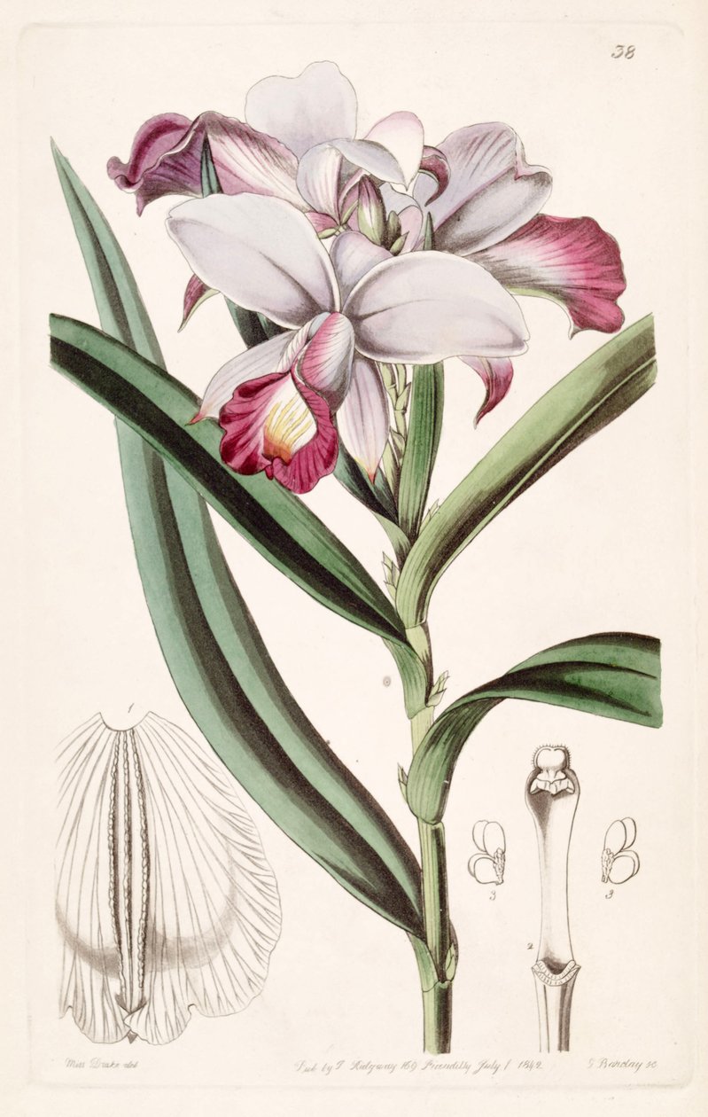 Arundina graminijolia (syn. Arundina dense) بواسطة ملكة جمال دريك