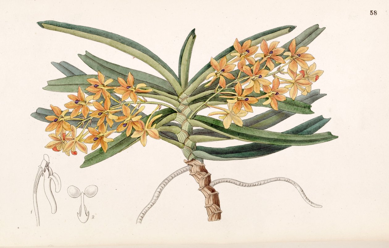 Ascocentrum miniatum (syn. Saccolabium miniata) بواسطة ملكة جمال دريك