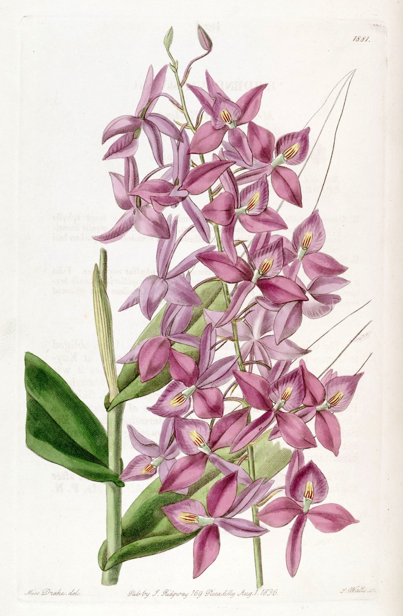 Barkeria skinneri (as syn. Epidendrum skinneri) بواسطة ملكة جمال دريك