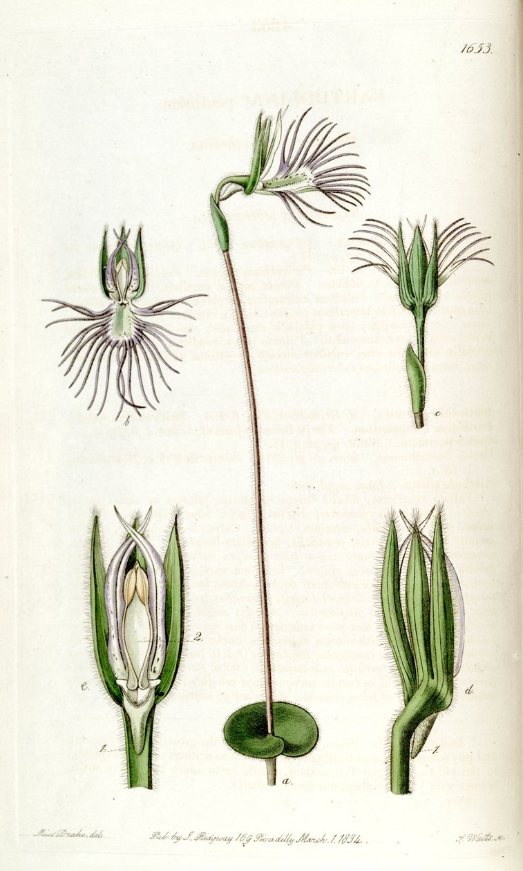 Bartholina burmanniana (as syn. Bartholina pectinata) بواسطة ملكة جمال دريك