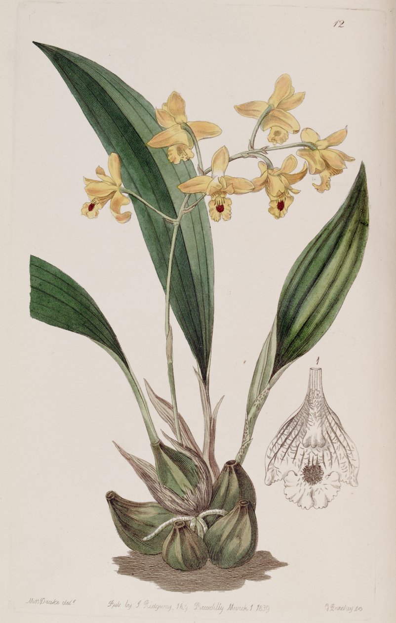 Bifrenaria vitellina (مثل synill Maxillaria vitellina) بواسطة ملكة جمال دريك