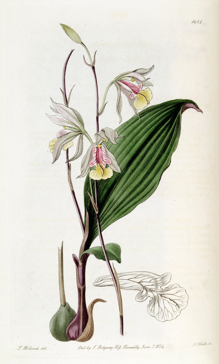 Bletia gracilis بواسطة ملكة جمال دريك