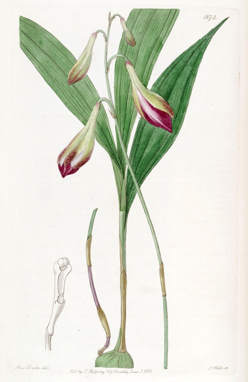 Bletia purpurata (مثل syn. Crybe rosea) بواسطة ملكة جمال دريك