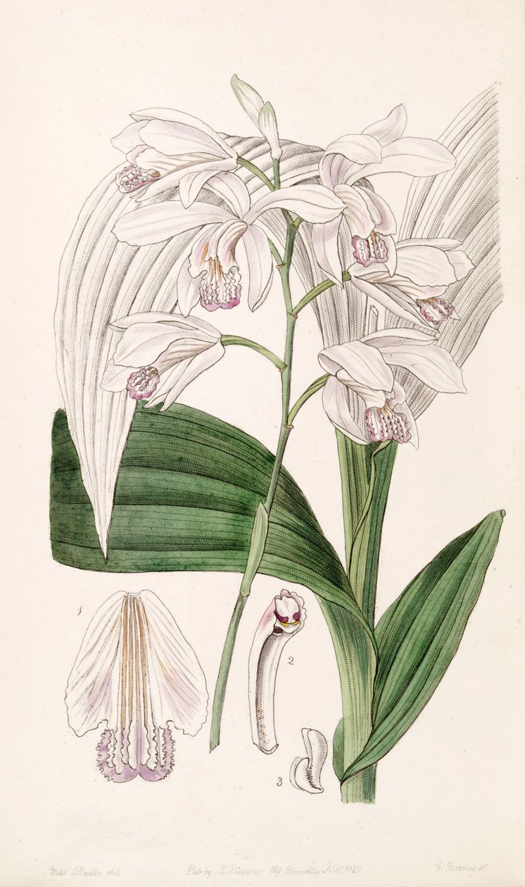 Bletilla striata (مثل syn. Bletia gebina) بواسطة ملكة جمال دريك