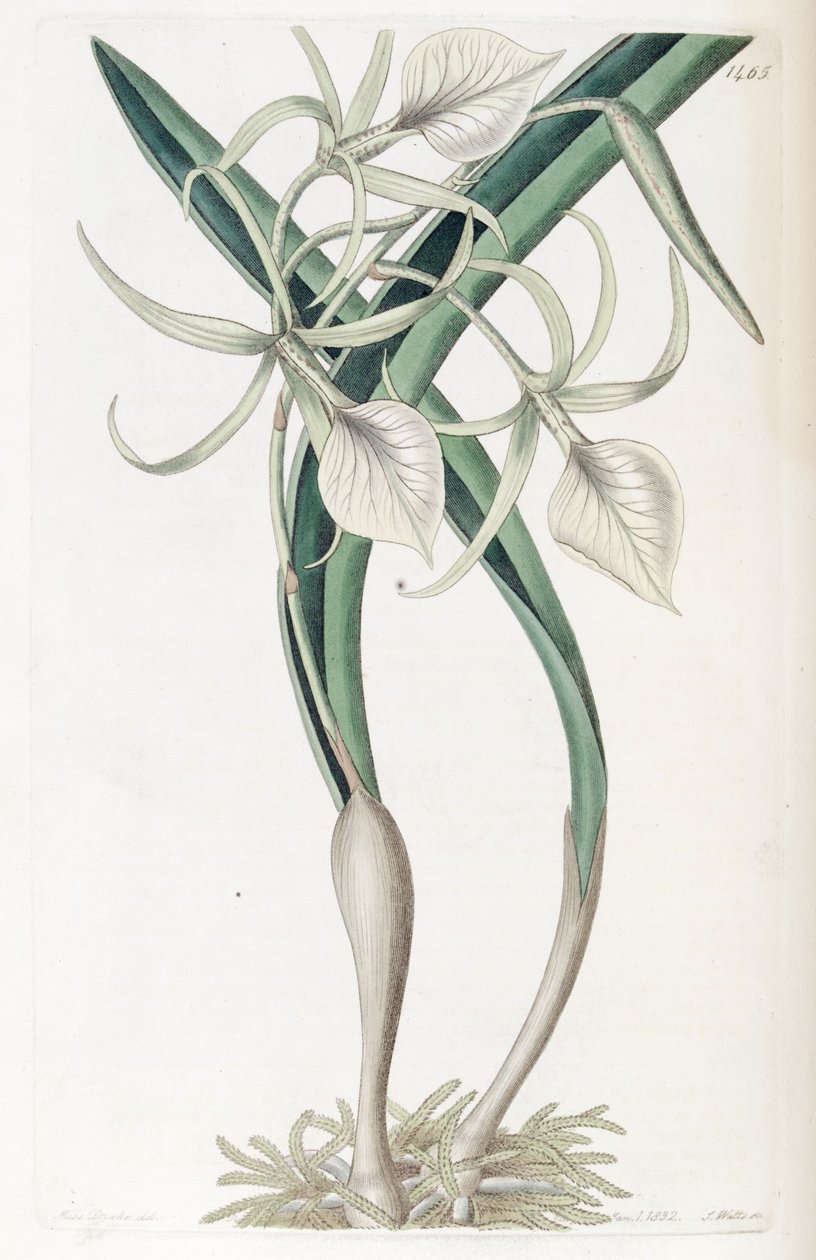 Brassavola nodosa بواسطة ملكة جمال دريك
