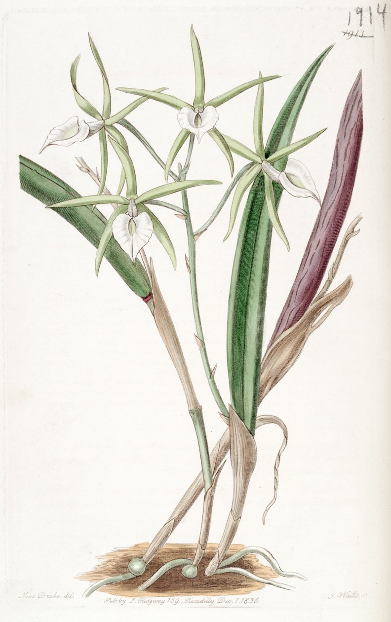 براسيافولا سوبوليفوليا (مثل syn. Brassavola cordata) بواسطة ملكة جمال دريك