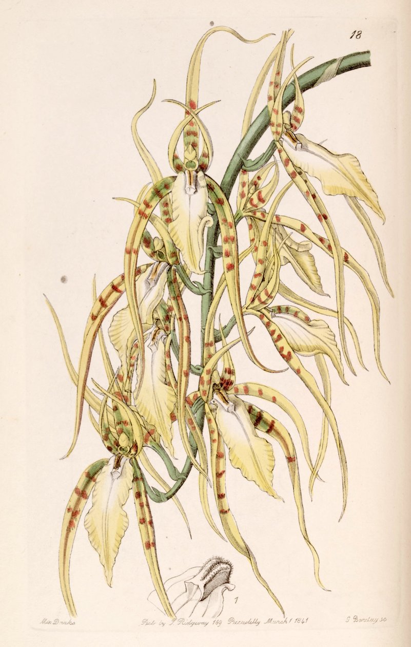 براسيليا cochleata (مثل synia Brassia lawrenceana) بواسطة ملكة جمال دريك