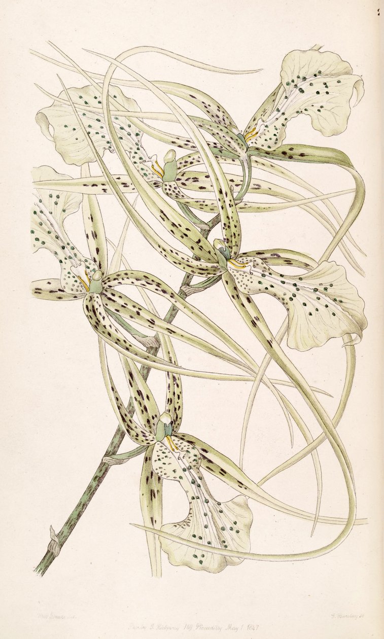 Brassia verrucosa (as syn. Brassia brachiata) بواسطة ملكة جمال دريك