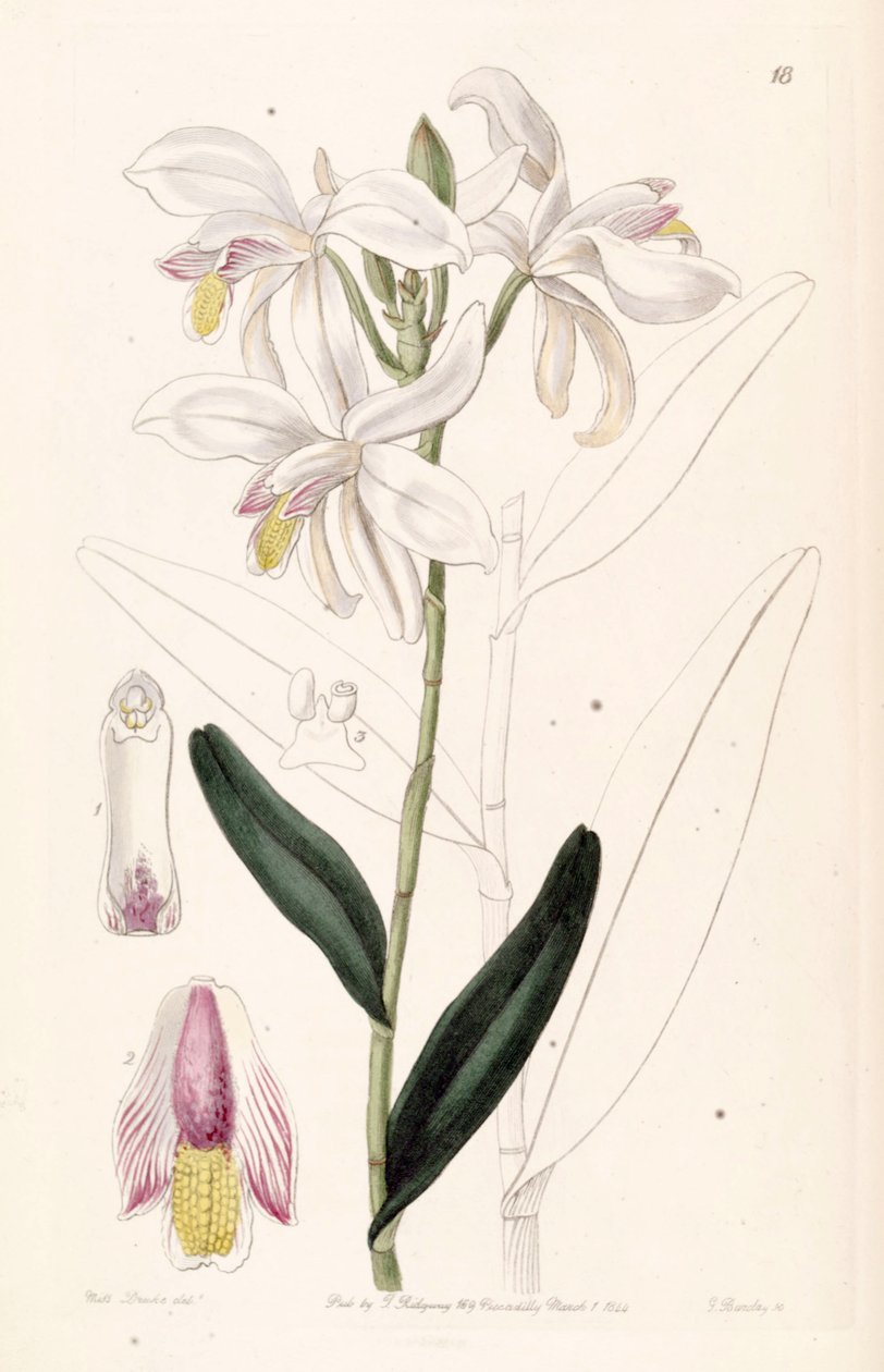 Bromheadia finlaysoniana (as syn. Bromheadia palustris) بواسطة ملكة جمال دريك