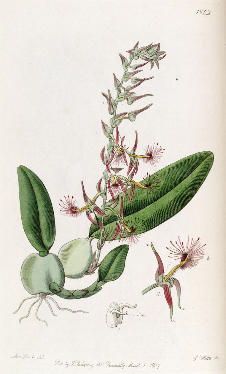 Bulbophyllum barbigerum (تهجئة Bolbophyllum barbigerum) بواسطة ملكة جمال دريك