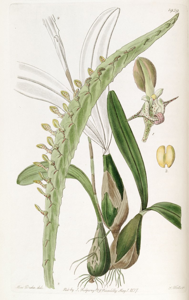 BulbophyUum calyptrate ssp. calyptrate (syn. Megaclinium كحد أقصى) بواسطة ملكة جمال دريك