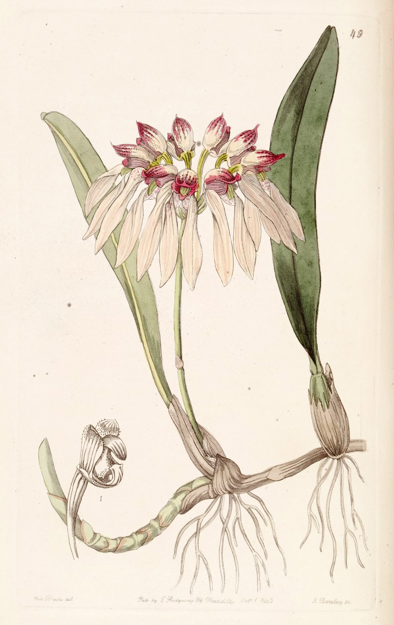 البولينوفيلوم chinense (مثل syn. Cirrhopetalum chinense) بواسطة ملكة جمال دريك