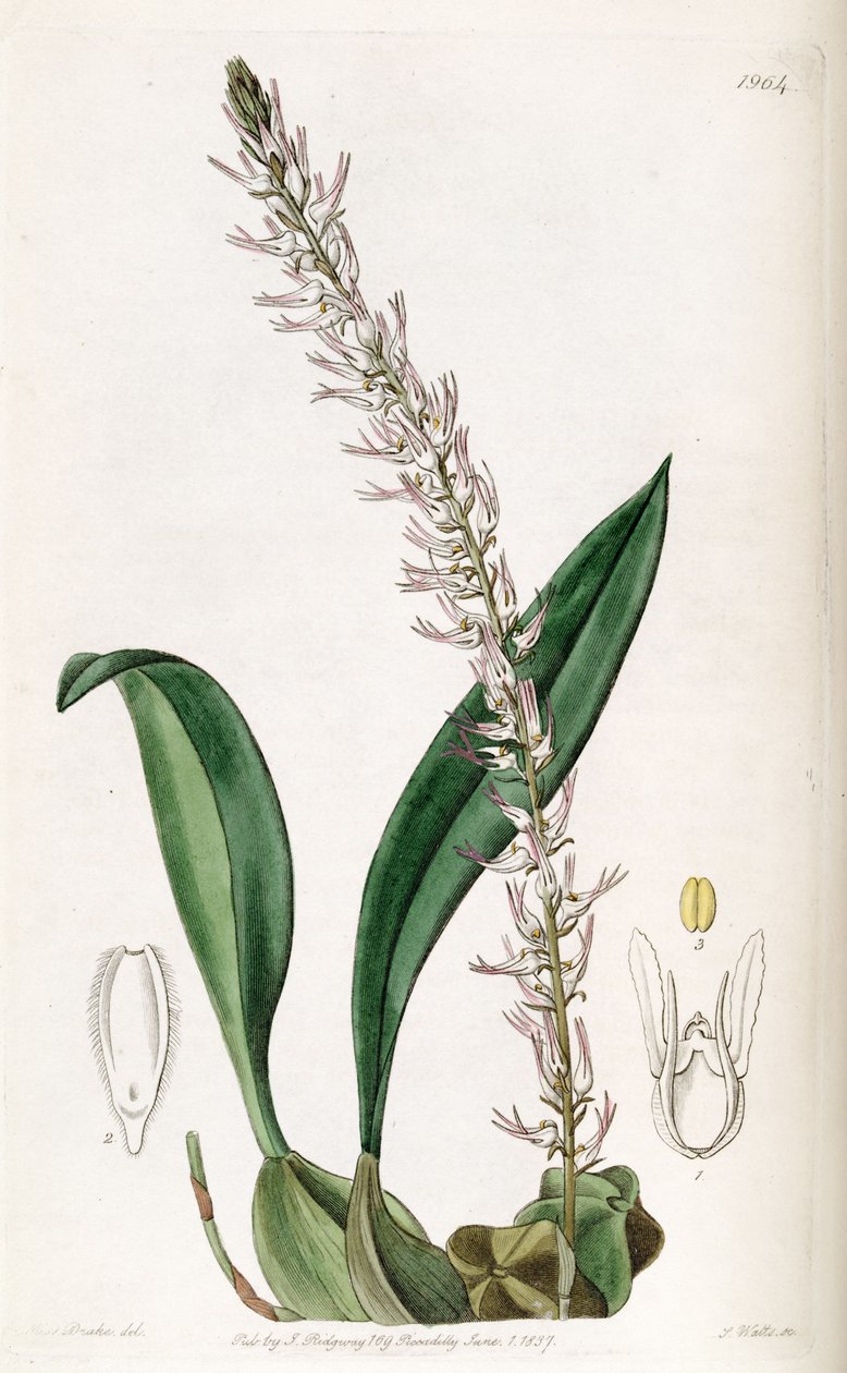 Bulbophyllum cocoinum (Bolbophyllum cocoinum) بواسطة ملكة جمال دريك