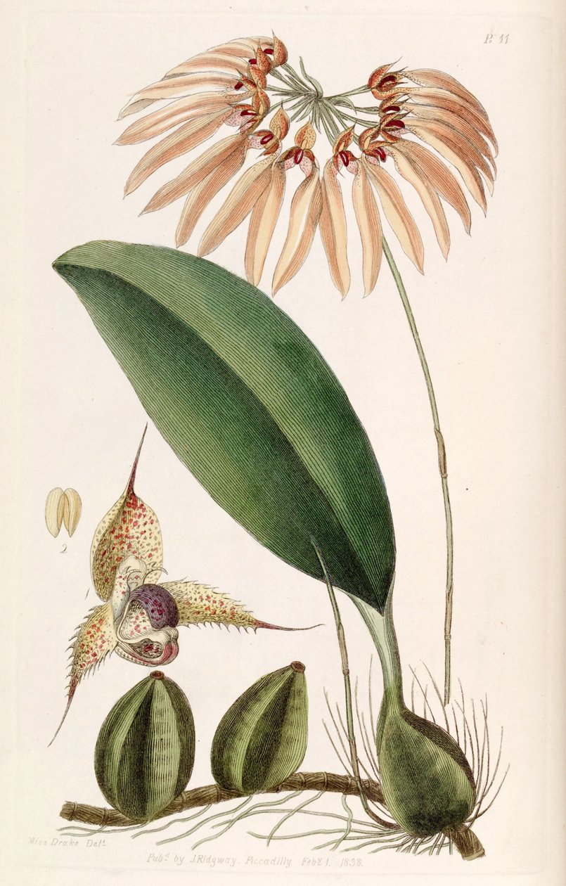 Bulbophyllum eberhardtii أو Bulbophyllum longiflorum (مثل syn. Cirrhopetalum thouarsii) بواسطة ملكة جمال دريك