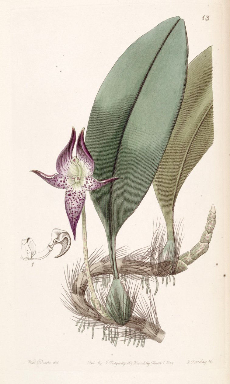 Bulbophyllum macranthum (مكتوب Bolbophyllum macranthum) بواسطة ملكة جمال دريك