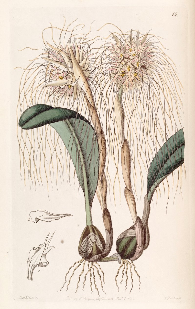 Bulbophyllum medusae (مثل syn. Cirrhopetalum medusae) بواسطة ملكة جمال دريك