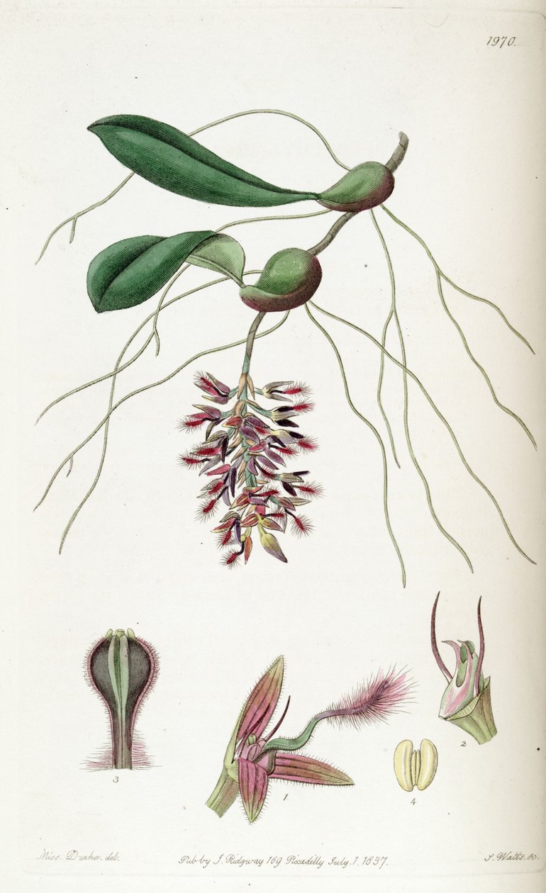 Bulbophyllum saltatorium (إملائي Bolbophyllum saltatorium) بواسطة ملكة جمال دريك