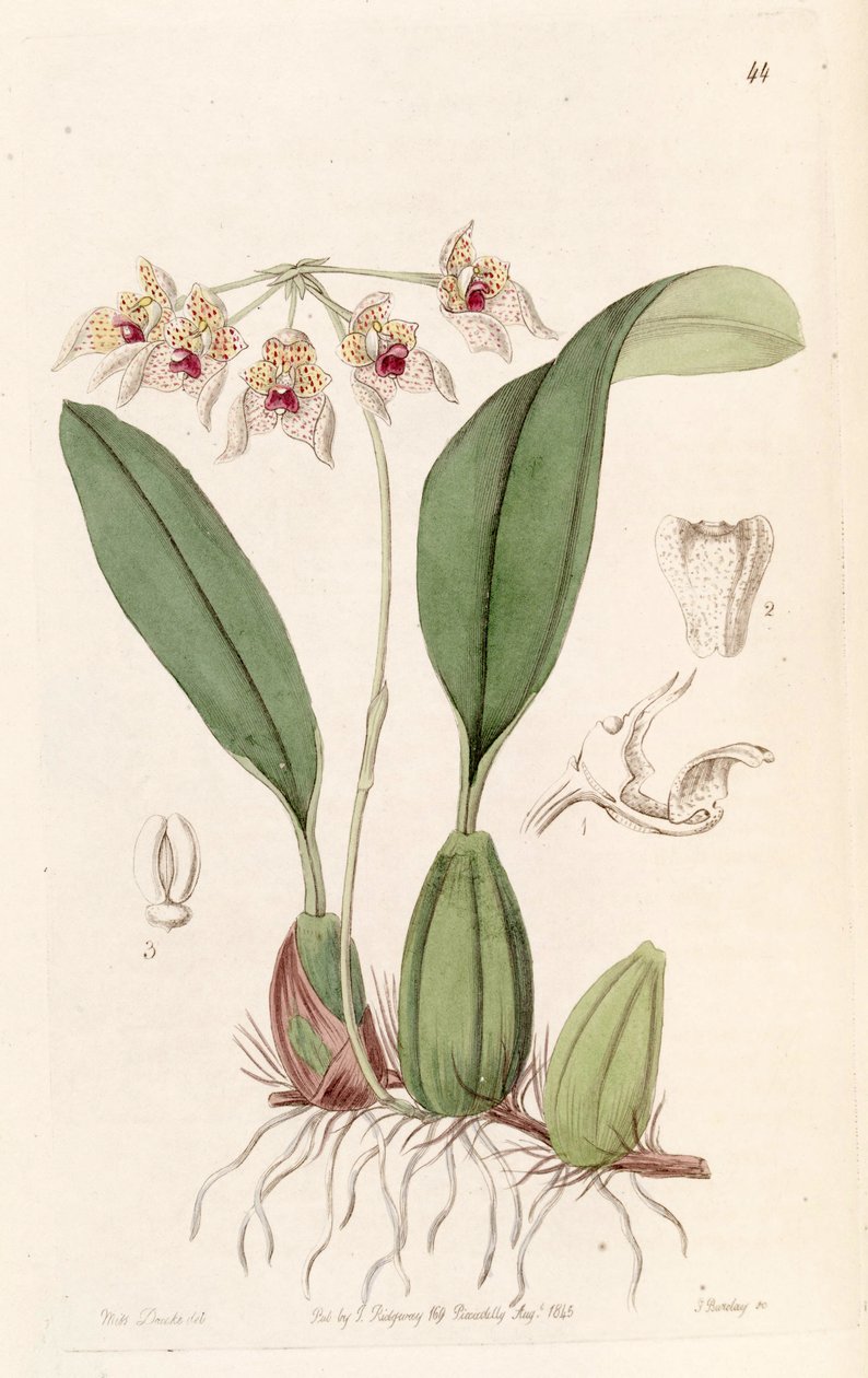 Bulbophyllum umbellatum (Bolbophyllum umbellatum) بواسطة ملكة جمال دريك