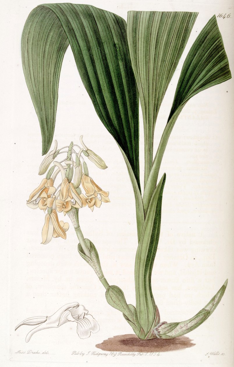 Calanthe densiflora بواسطة ملكة جمال دريك