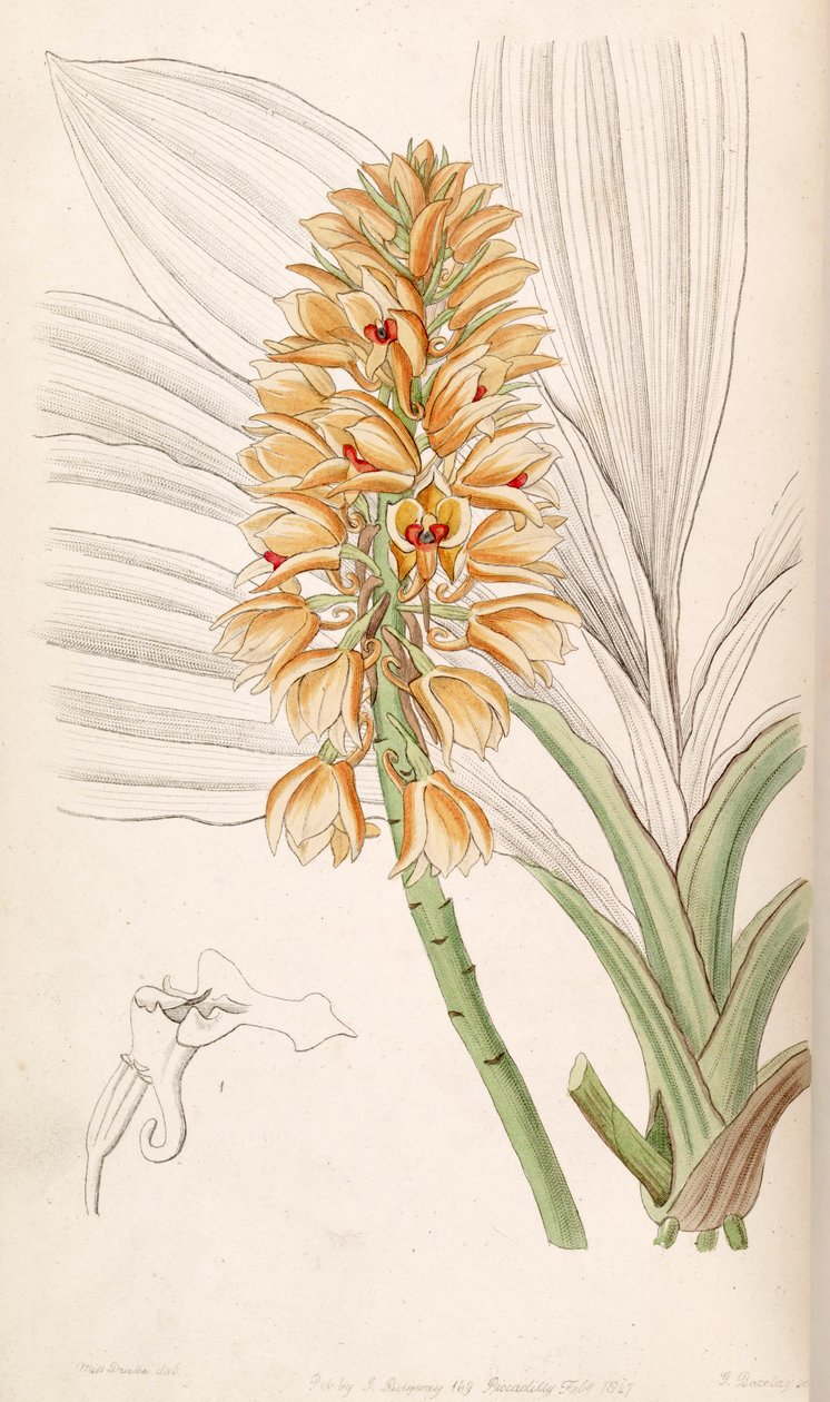 Calanthe pulchra (كمزامنة. Calanthe curculigoides) بواسطة ملكة جمال دريك