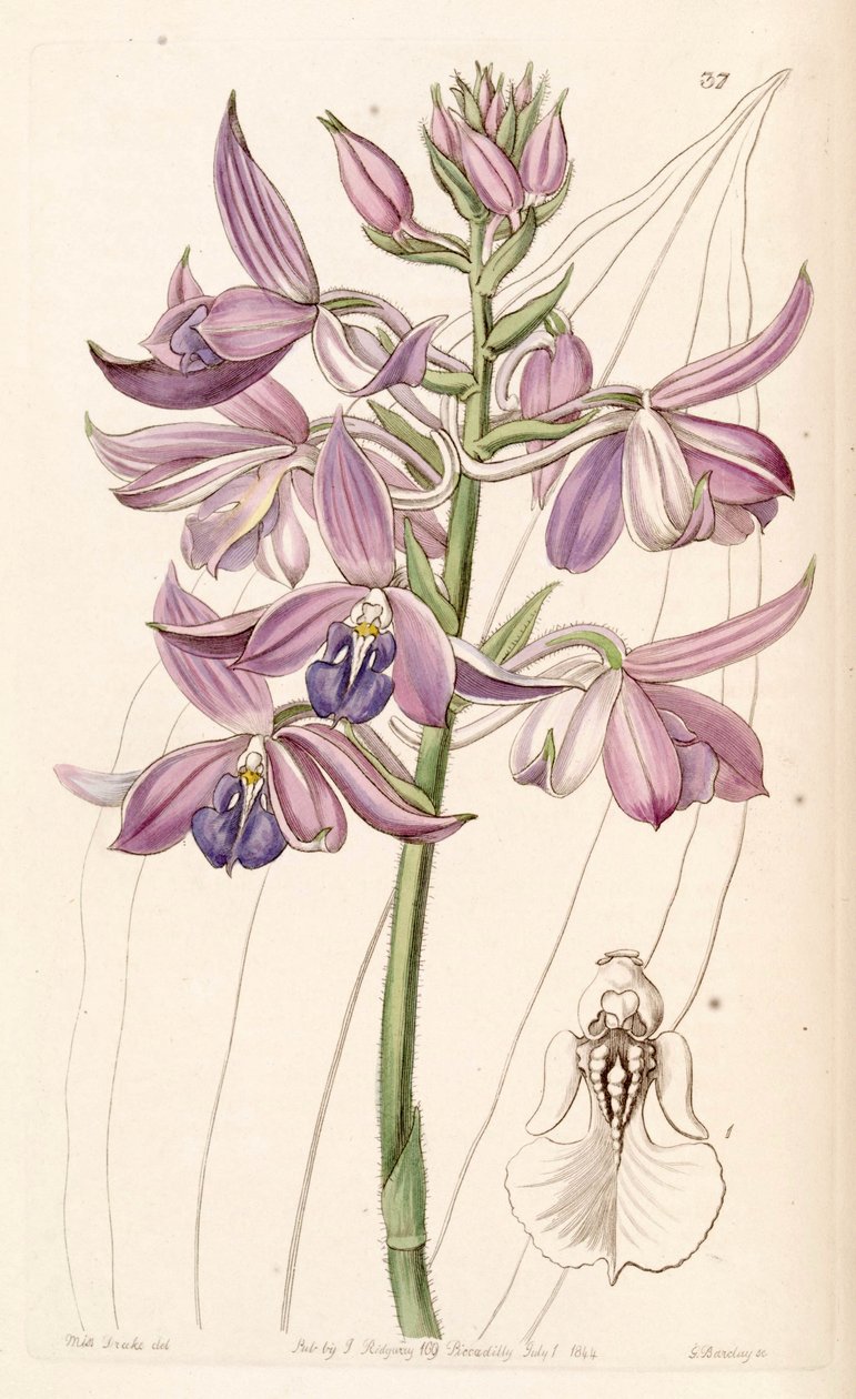 Calanthe sylvatica (as syn. Calanthe masuca) بواسطة ملكة جمال دريك