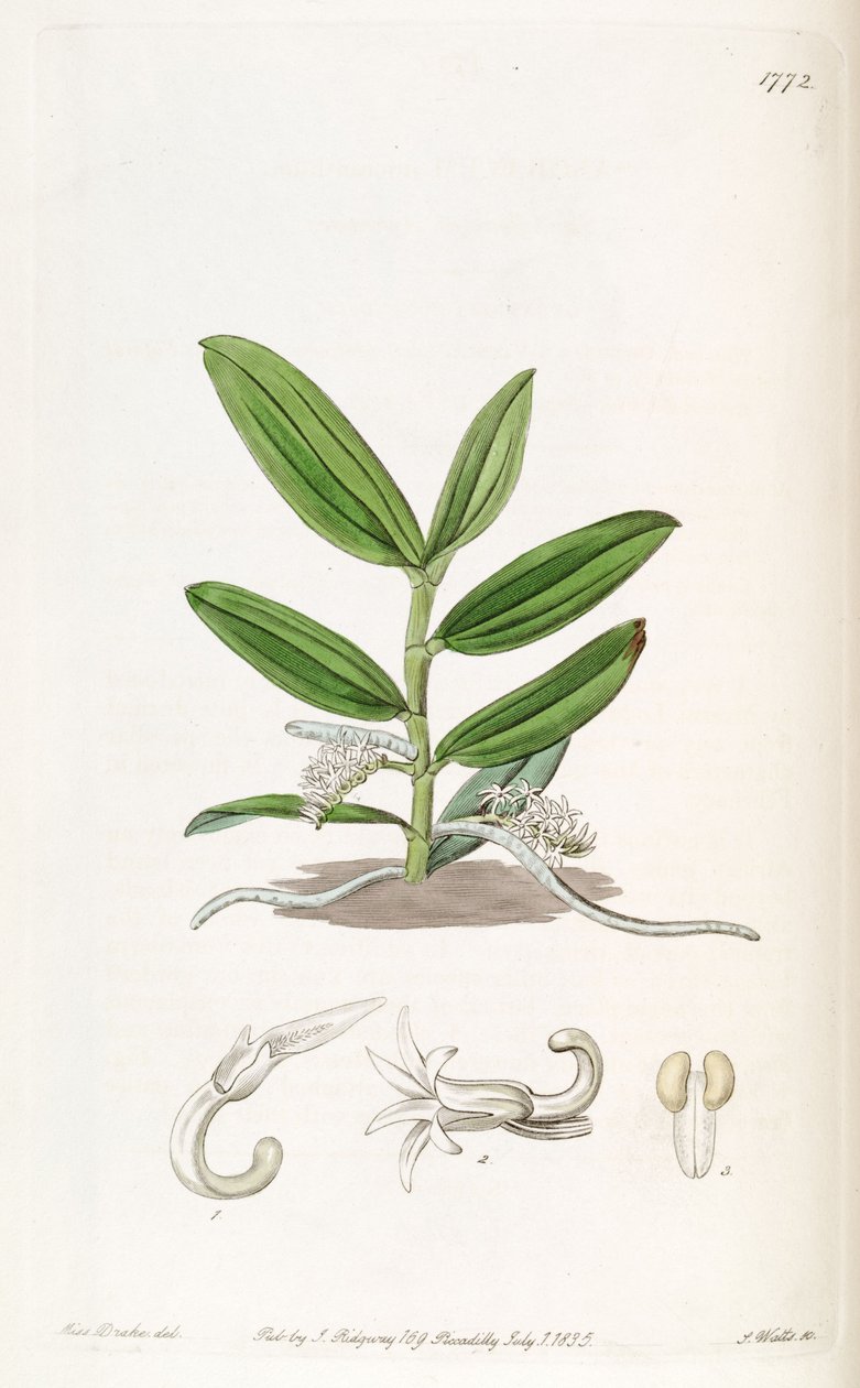 Campylocentrum mioranthum (syn. Listrostachys mioranthum) بواسطة ملكة جمال دريك
