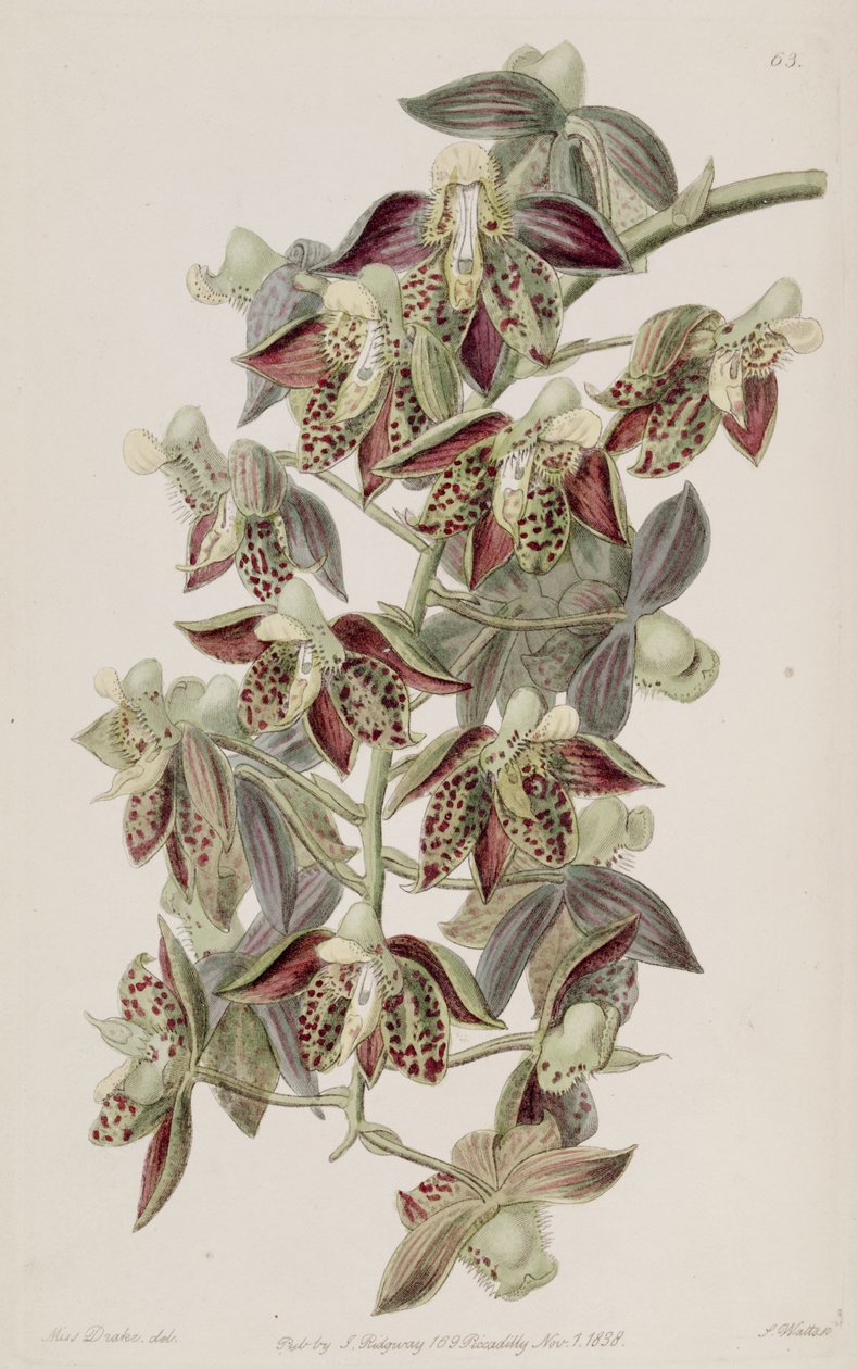 Catasetum atratum بواسطة ملكة جمال دريك