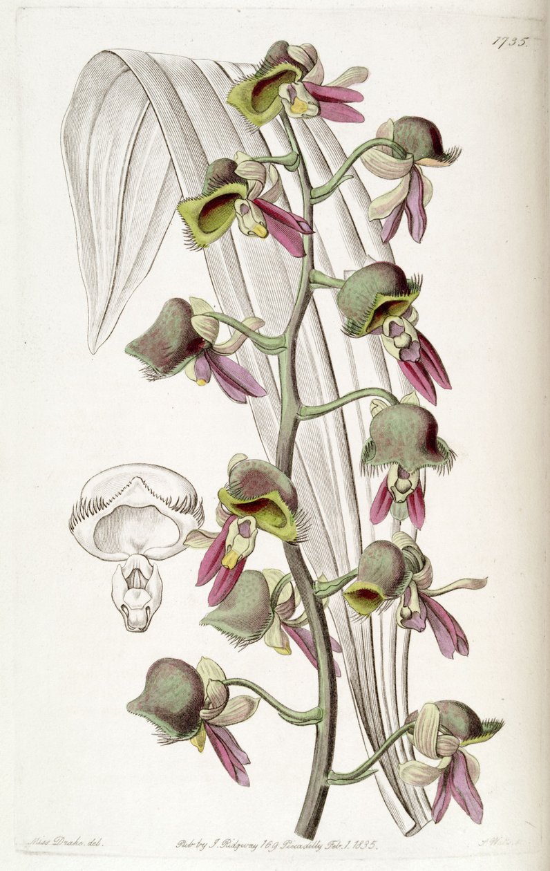 تلون Catasetum (مثل syn. Monachanthus discolor) بواسطة ملكة جمال دريك