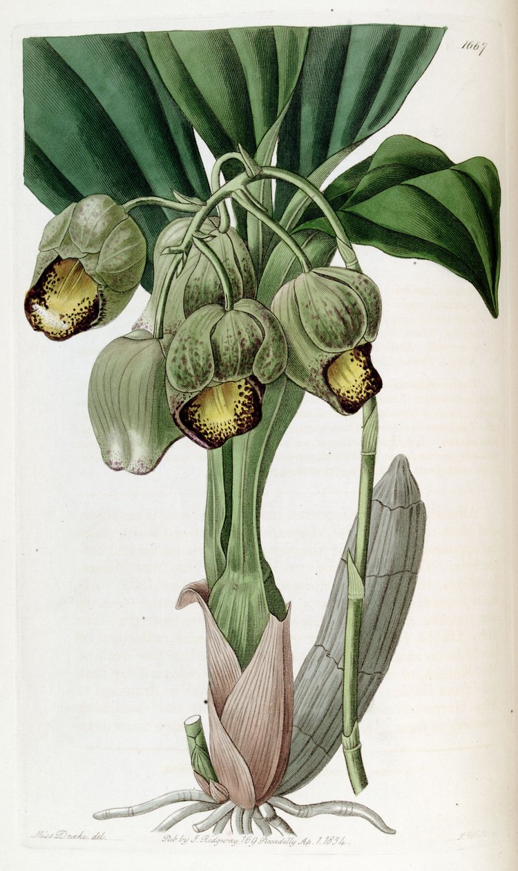 Catasetum luridum بواسطة ملكة جمال دريك