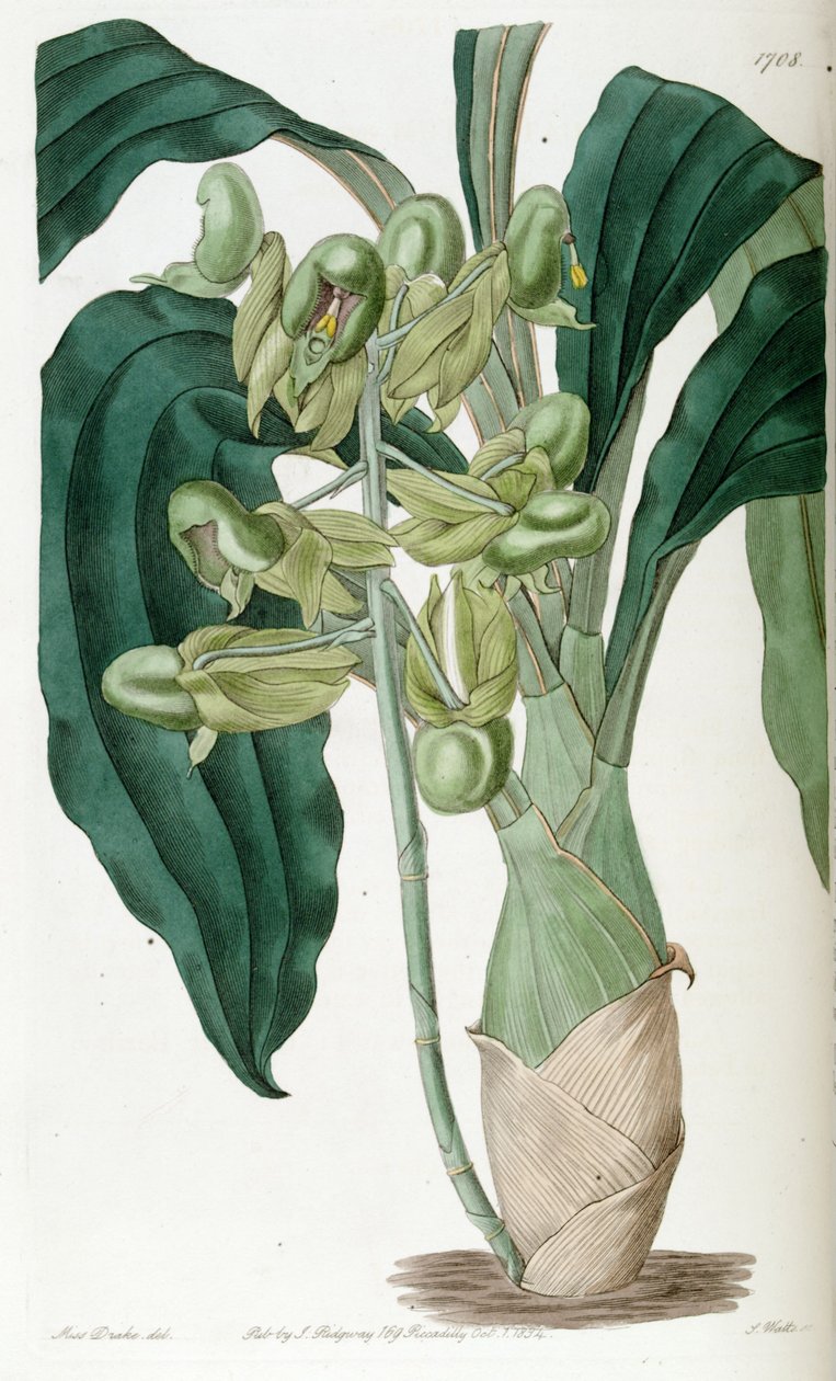 Catasetum pure (syn. Catasetum semiapertum) بواسطة ملكة جمال دريك
