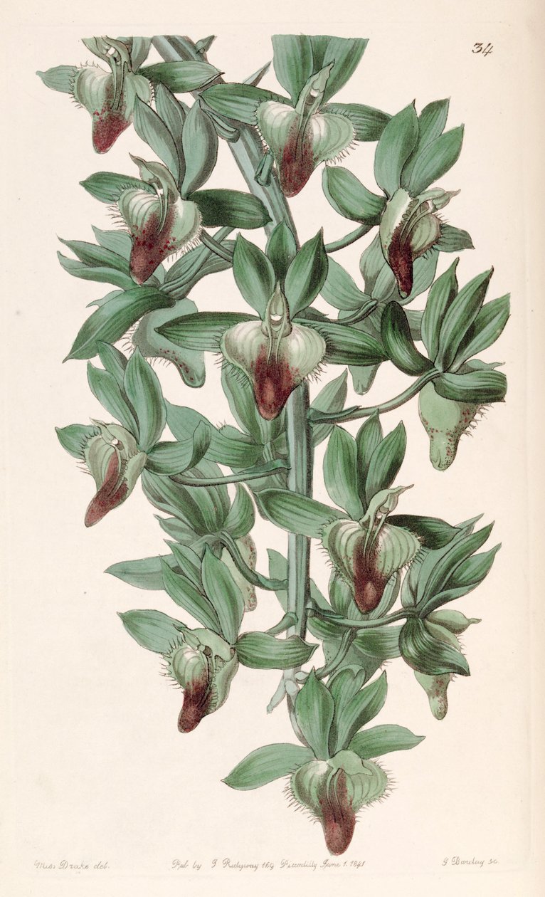 Catasetum soccer (syn. Catasetum مجرفة) بواسطة ملكة جمال دريك