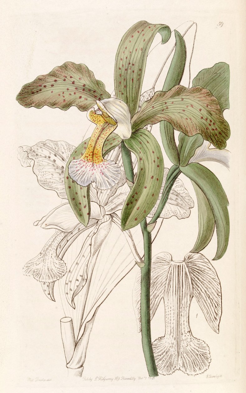 Cattleya granulosa (as syn. Cattleya granulosa var. russelliana) بواسطة ملكة جمال دريك