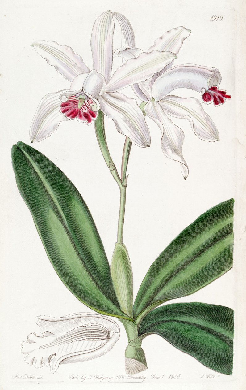Cattleya intermedia (as syn. Cattleya intermedia var. Pallida) بواسطة ملكة جمال دريك