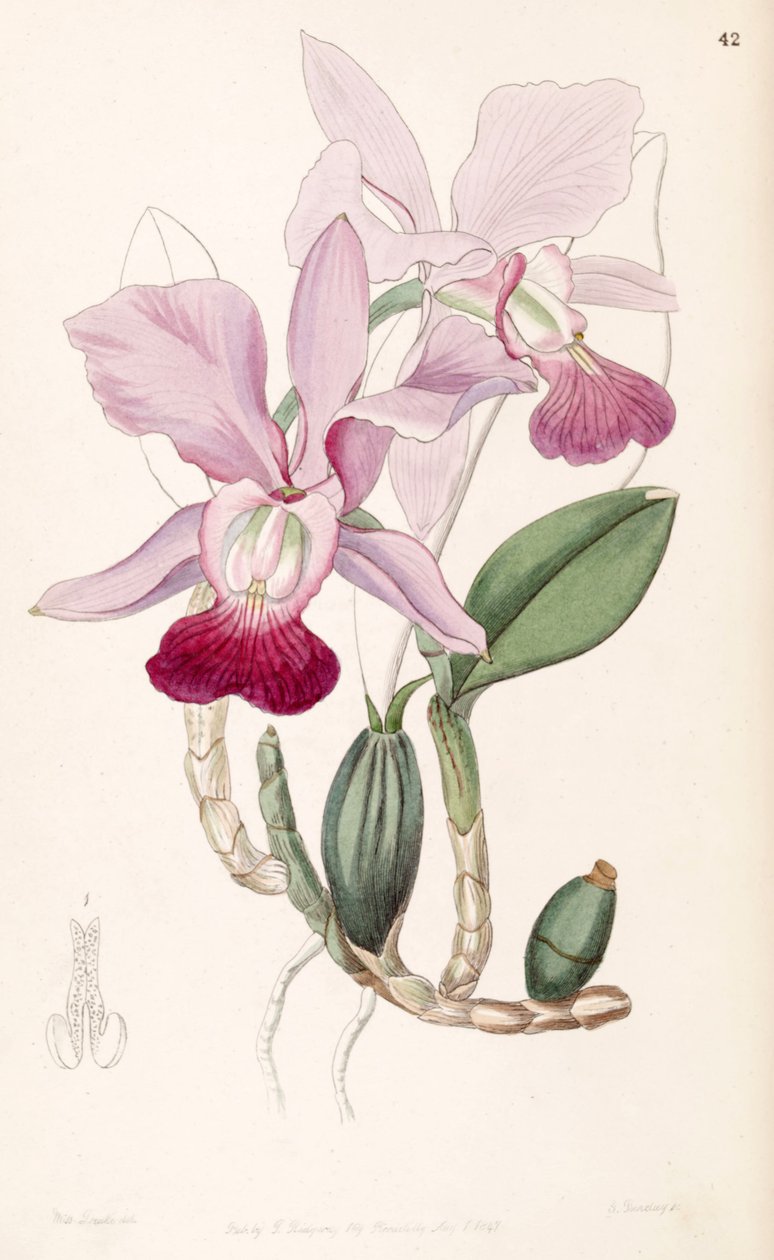 Cattleya walkeriana (as syn. Cattleya bulbosa) بواسطة ملكة جمال دريك