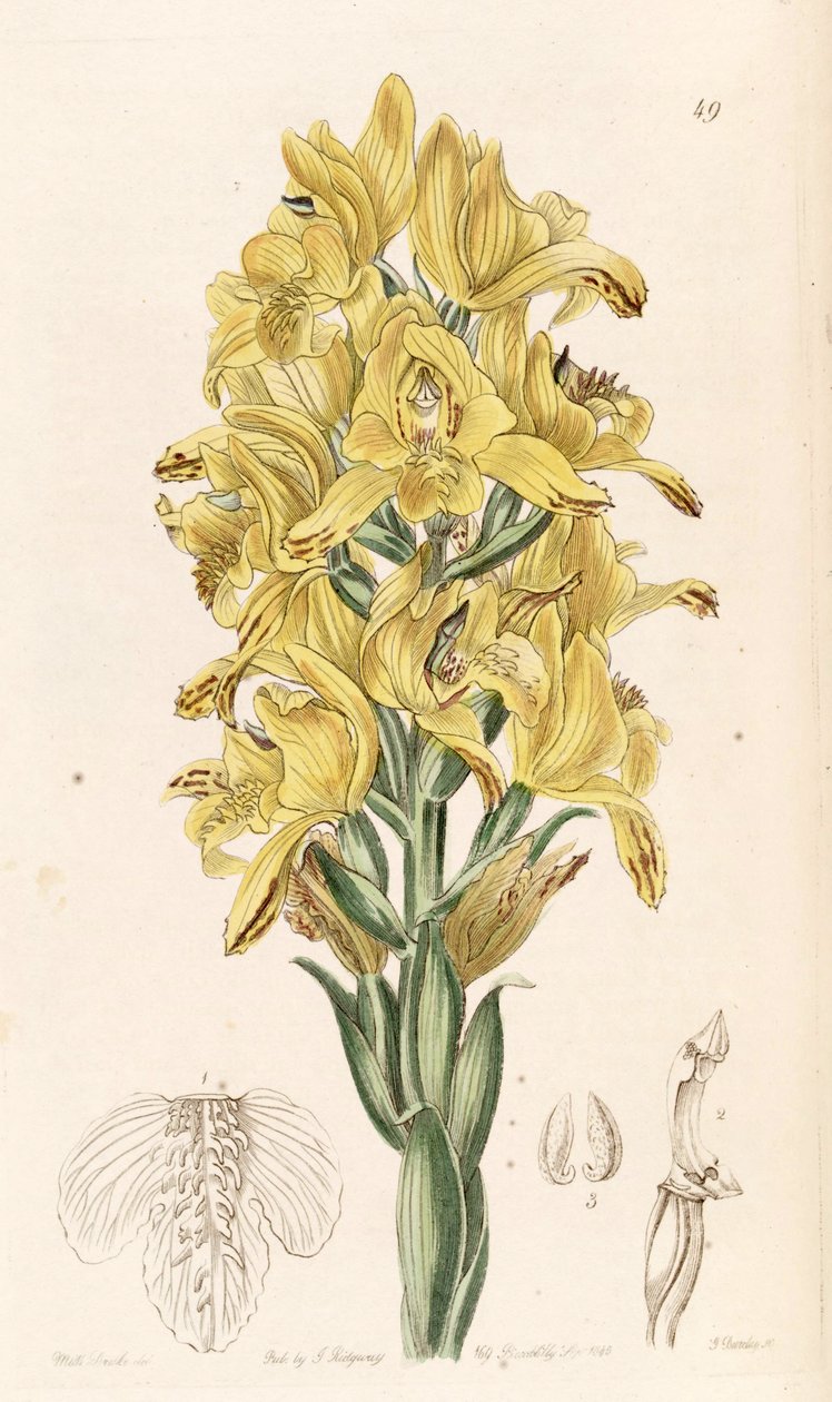 Chloraea piquichen (مثل syn. Chloraea virescens) بواسطة ملكة جمال دريك