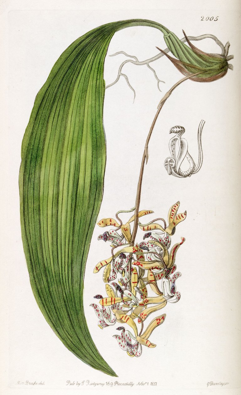 Cirrha Loddigesii (syn. Cirrha Blunt) بواسطة ملكة جمال دريك