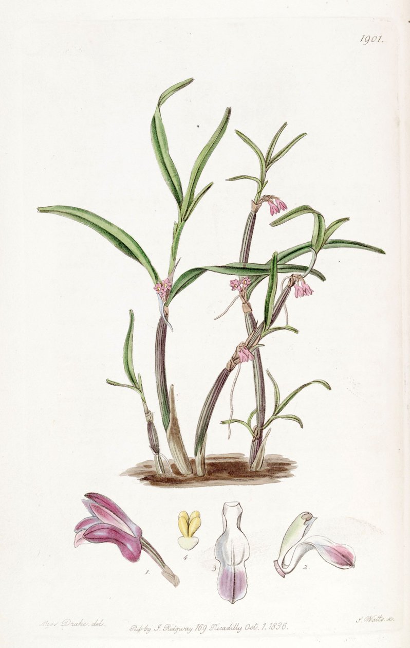 Cladobium graminifolius (syn. Scaphyglottis البنفسج) بواسطة ملكة جمال دريك